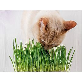 Herbe à chat 170g  au rayon Chats, Alimentation - Adulte